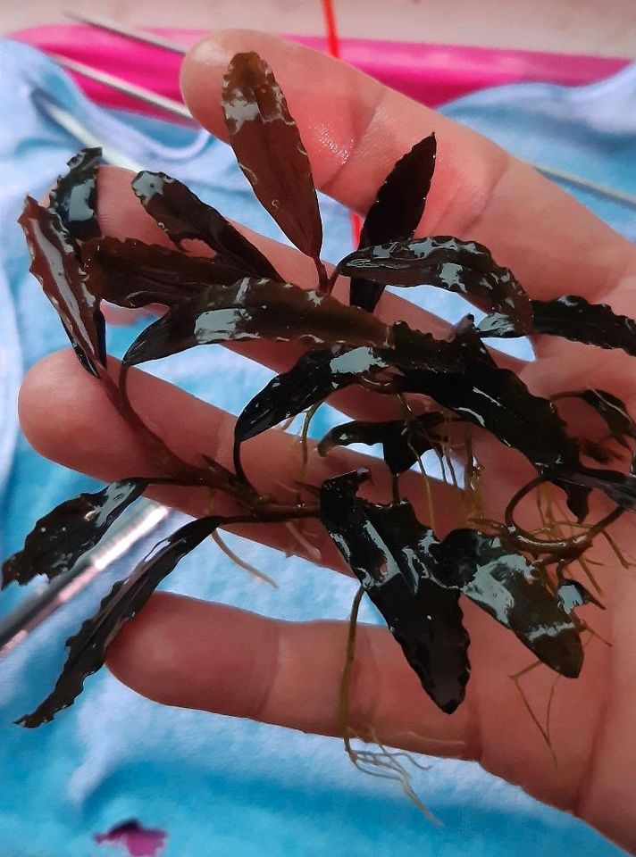 New ⭐❤ Red Chili 2x ❤⭐ Rare Bucephalandra Aquarium Garnelen in Freiburg im Breisgau