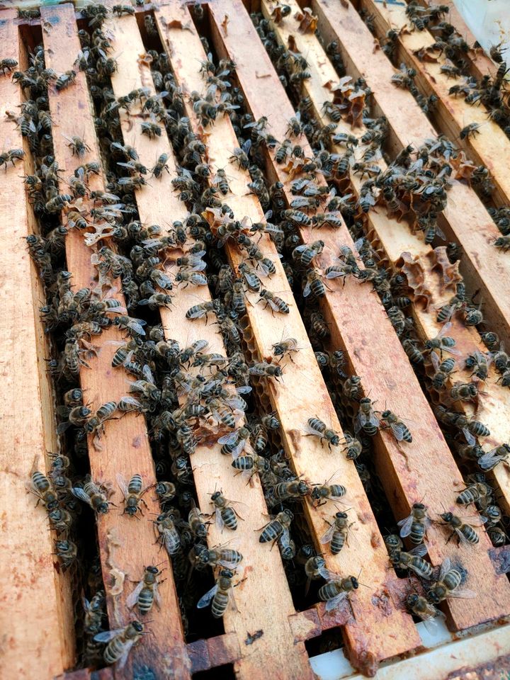Die Bienenvölker auf 11 DNM Rähmchen. in Stolberg (Rhld)