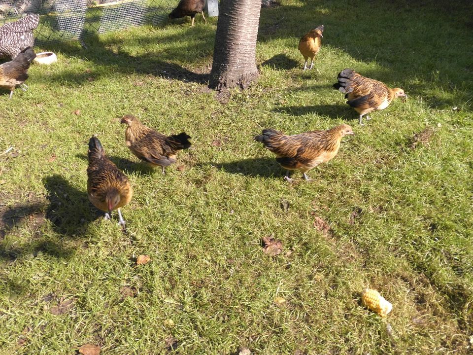 Bruteier Belgische Bassetten Zwerg-Huhn Zwerg-Hühner Eier Zwerge in Haren (Ems)