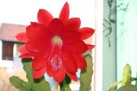 Blattkaktus Epiphyllum rot blühend eine Seltene Mutter-Pflanze, Bayern - Uffing Vorschau