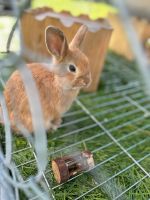 Kaninchen Mädchen sucht noch Nordwestmecklenburg - Landkreis - Zickhusen Vorschau