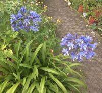 Agapanthus - Schmucklilie Thüringen - Sömmerda Vorschau