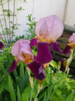 Schwertlilie- Iris Rhizomen zweitönig Baden-Württemberg - Heidelberg Vorschau