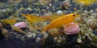 Neocaridina davidi Orange Sakura Hessen - Langenselbold Vorschau