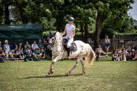 Reiterin sucht Reitbeteiligung Ludwigsvorstadt-Isarvorstadt - Isarvorstadt Vorschau