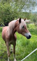 Haflinger 2 Jährig, Wallach Hessen - Witzenhausen Vorschau