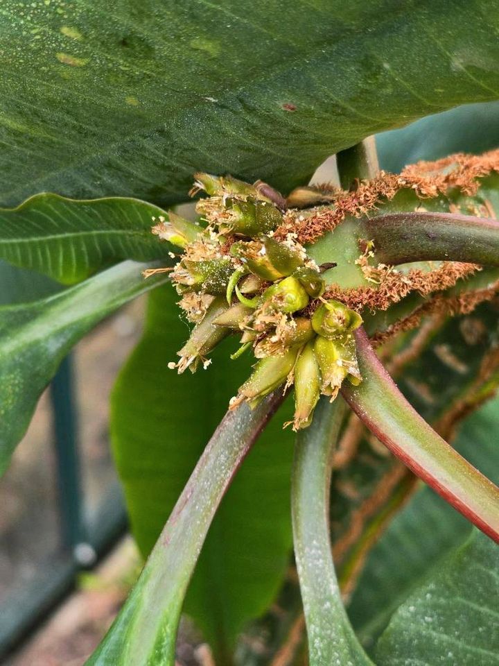 Euphorbia leuconeura in Paderborn