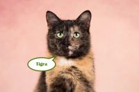 Tierschutz- zauberhafte Katze Tigra sucht ein liebevolles Zuhause Dortmund - Körne Vorschau