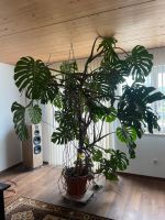 Monstera Zimmerpflanze sehr groß Bayern - Gersthofen Vorschau