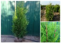 Thuja Martin - Lebensbaum, winterhart, Heckenpflanzen, immergrün Nordrhein-Westfalen - Willich Vorschau