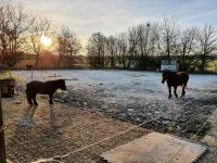 Offenstallplatz für Wallach Niedersachsen - Melle Vorschau