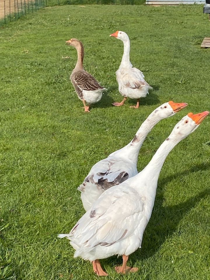 Gänseeier * Bruteier Gänse * täglich frisch * in Kördorf