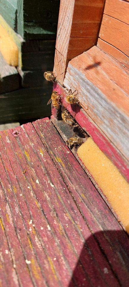 Bienenschwarm einfangen in Neuruppin