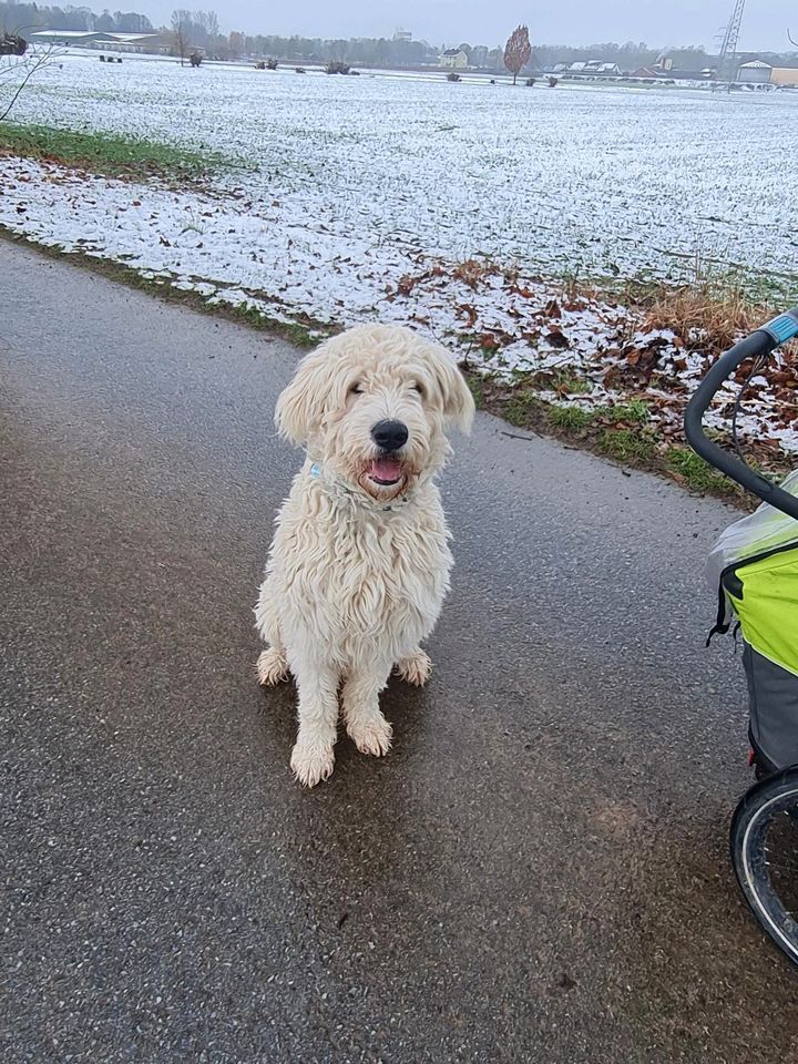 Goldendoodle Jacko sucht neues Zuhause in Hofgeismar