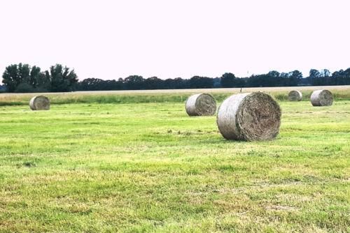 Suche Grünland bevorzugt in der Wilstermarsch in Wilster