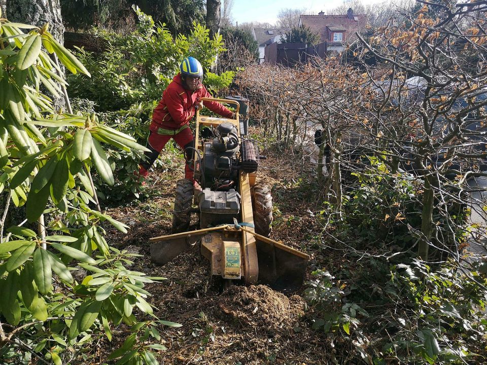 Baumfällung, Wurzelstock fräsen, Flächenrodung in Oberursel (Taunus)