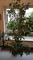 Bonsai Baum ( Ficus Ginseng) 36 Jahte Stuttgart - Plieningen Vorschau