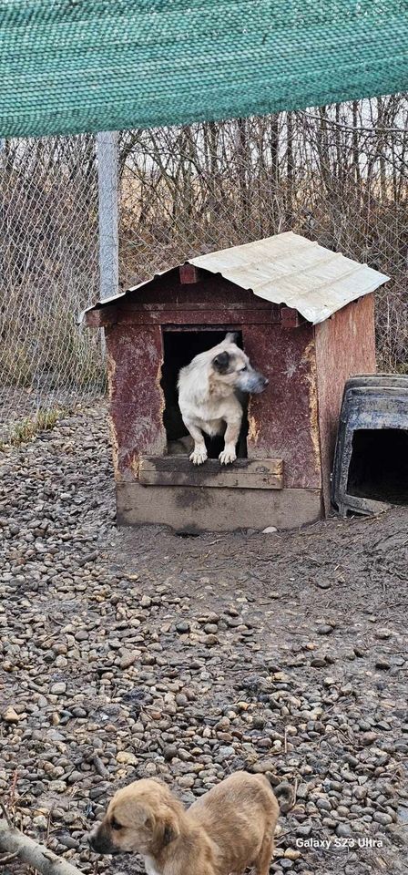 LUNA + sanft, liebevoll und freundlich, warum wird sie übersehen? in Limburg