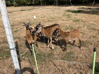 Muffelbock Thüringen - Greußen Vorschau