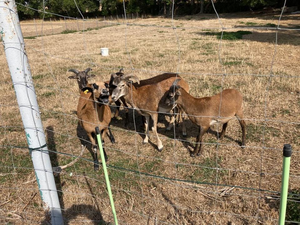 Muffelbock in Greußen