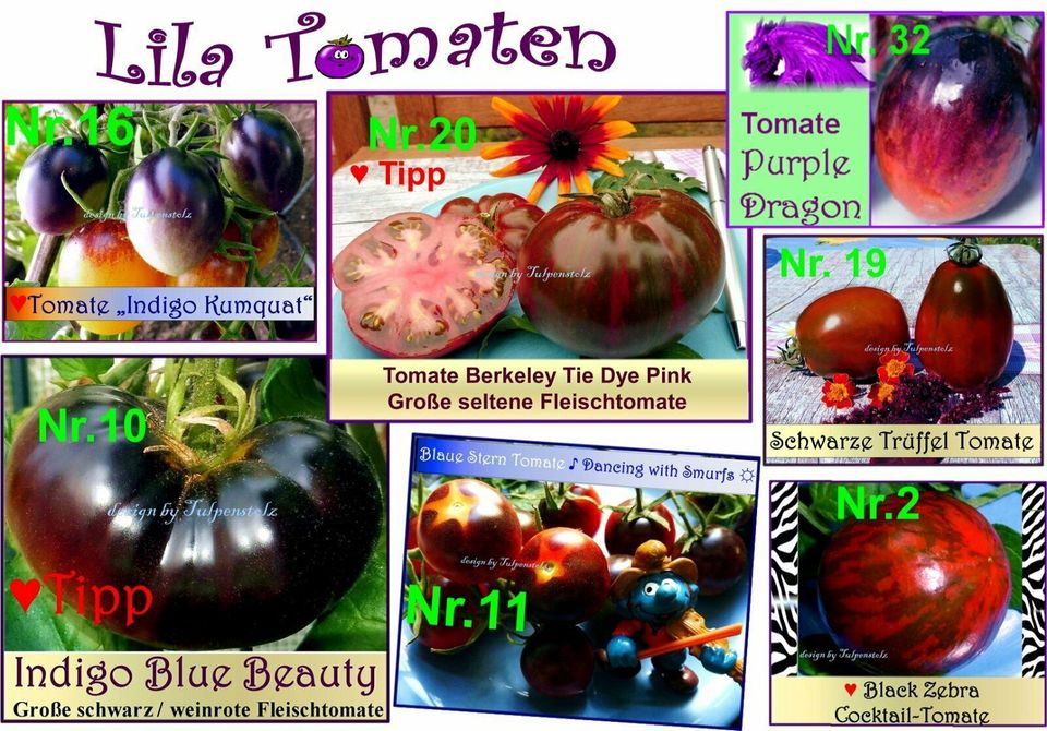 ♥ Blaue Lila Tomaten Samen Alte Sorten Gemüse BIO Garten Tulpenst in Hamburg
