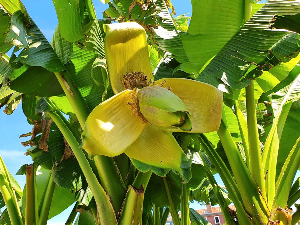 Bananenpflanze winterhart Musa Basjoo Japanische Banane Palme  in Flörsheim am Main