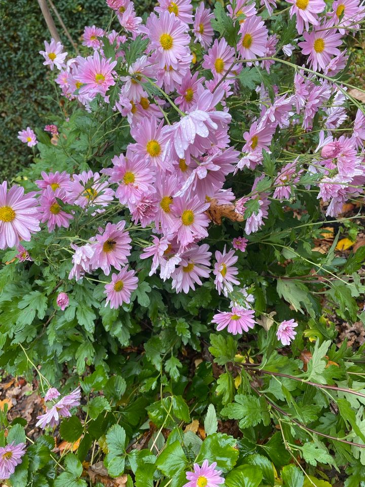 Garten-Chrysantheme Chrysanthemum morifolium in Brandenburg an der Havel