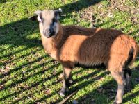 Tausche Kamerunschaf Bock Kamerunschafbock Bayern - Fürstenzell Vorschau