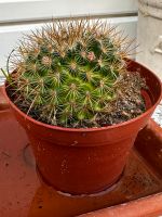 Kaktus Mammilaria discolor mit Blüten Thüringen - Gera Vorschau