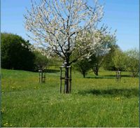 SUCHE Wiese Freizeit Wochenend Grundstück in Heiningen Baden-Württemberg - Heiningen Vorschau