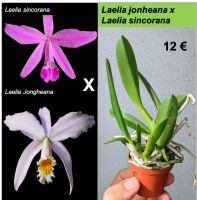 Orchidee Laelia sincorana X Laelia jonghena  2P Baden-Württemberg - Heidelberg Vorschau