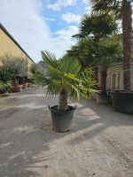 Trachycarpus Fortunei Chinesische Hanfpalme 40/50 Sth Nordrhein-Westfalen - Oer-Erkenschwick Vorschau