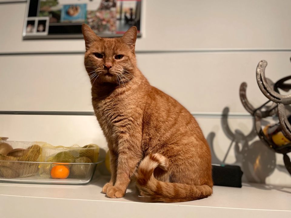 Rote Katze vermisst - 100€ FINDERLOHN!!! in Bösel