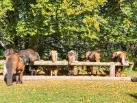 1 Pensionsplatz auf Islandpferdehof frei Hessen - Münchhausen Vorschau