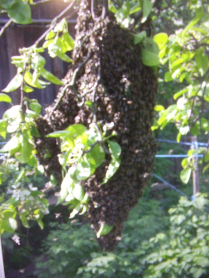Bienenschwarm i. Garten, zu verschenken, loswerden, kein Problem. in Mitterteich