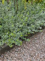 Bodendecker Garten Blumen Pflanzen Stauden Kräuter immergrün Nordrhein-Westfalen - Rietberg Vorschau