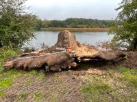 Große Baumwurzel , Esche. Sehr schwer 3 t Nordwestmecklenburg - Landkreis - Ventschow Vorschau