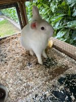 Kaninchen zu verkaufen Nordrhein-Westfalen - Kirchlengern Vorschau