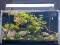 Aquarium, Aquascaping komplett Baden-Württemberg - Angelbachtal Vorschau