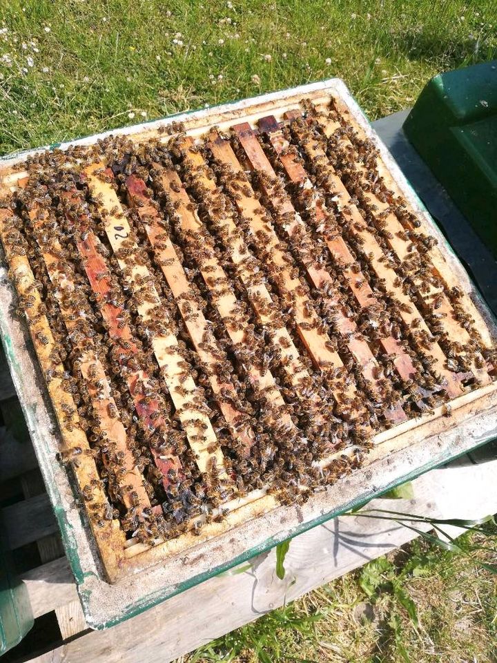 Wirtschaftsvolk Carnica Bienen Volk DNM 2023 oder Ableger in Lütjenburg