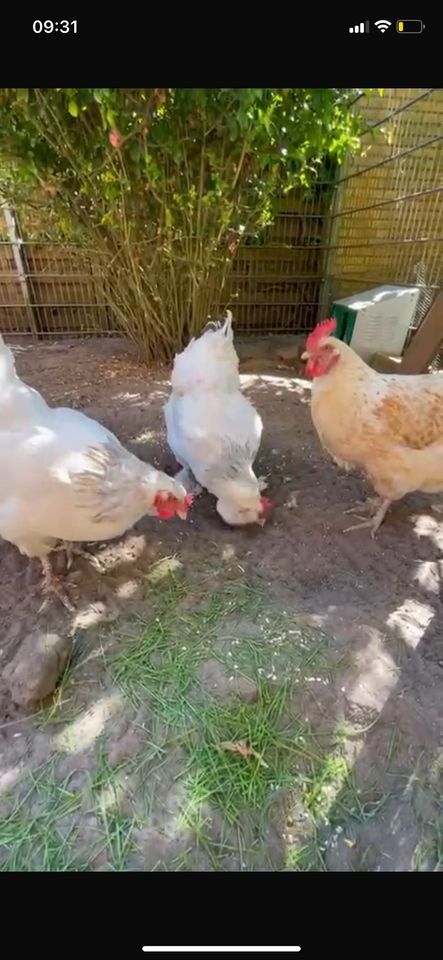 3 gerettete Hühner gemeinsam abzugeben in Wedel