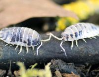 Porcellio laevis "Panda Asseln" (Bodenpolizei) Duisburg - Hamborn Vorschau