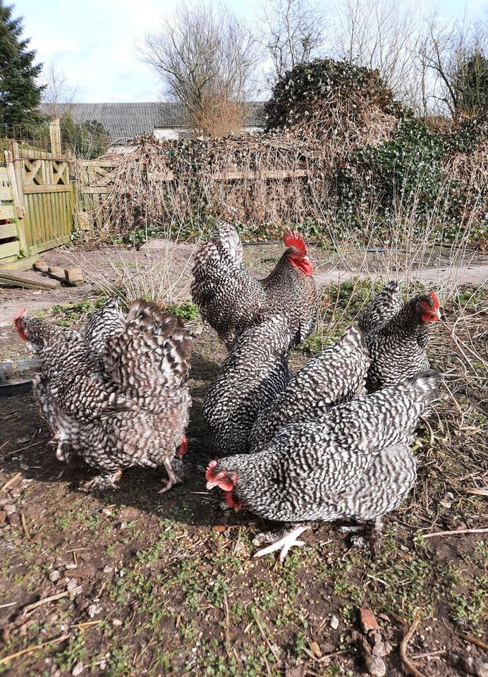10 Bruteier von Mechelner Hühner in Bondelum