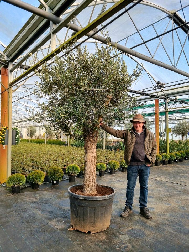 XXL Olivenbäume 'Oleander europaea' für 399€ - Direkt vom Gärtner! in Bad Zwischenahn