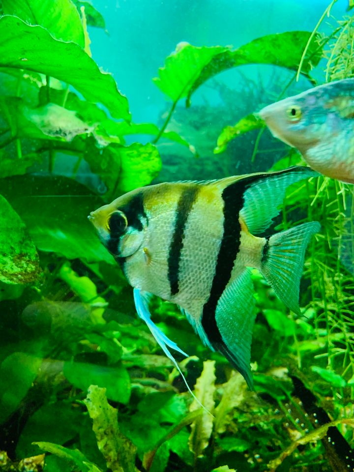 Aquarium inkl. Pflanzen und Fischen abzugeben in Kassel