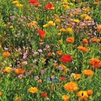 Bienen Blumensamen in Kapseln Kaugummiautomat Nordrhein-Westfalen - Gangelt Vorschau