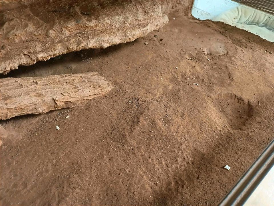 Terrariensand Rot in Berlin