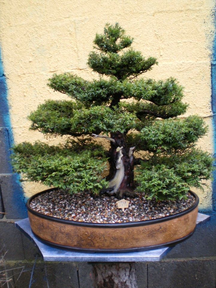 Bonsai alte einheimische Eibe 68 Jahre alt 77 cm Höhe in Bayern