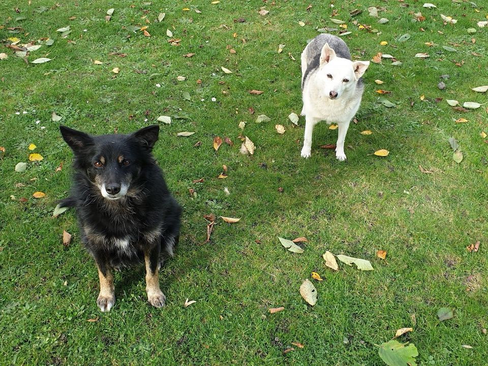 Sanfte ARISCHA ❤️ a.d. Tierschutz sucht ihre Menschen in Erftstadt