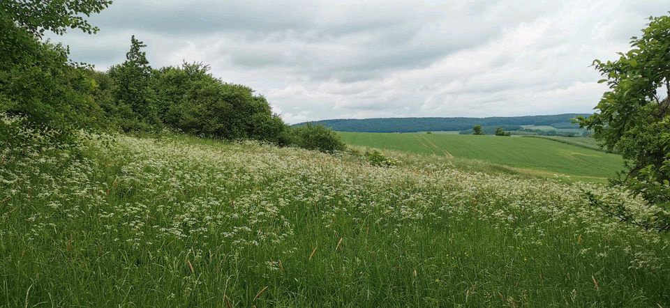 Weideland, Streuobstwiese in Cölbe